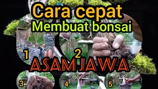 Cara cepat membuat bonsai asam jawa(TAMARINDUS INDICA )