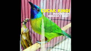 Download Lagu MASTERAN MURAI BATU KINOI Berjeda 1 menit , Mau masteran Full klik Channel 😃 #kicaumania MP3