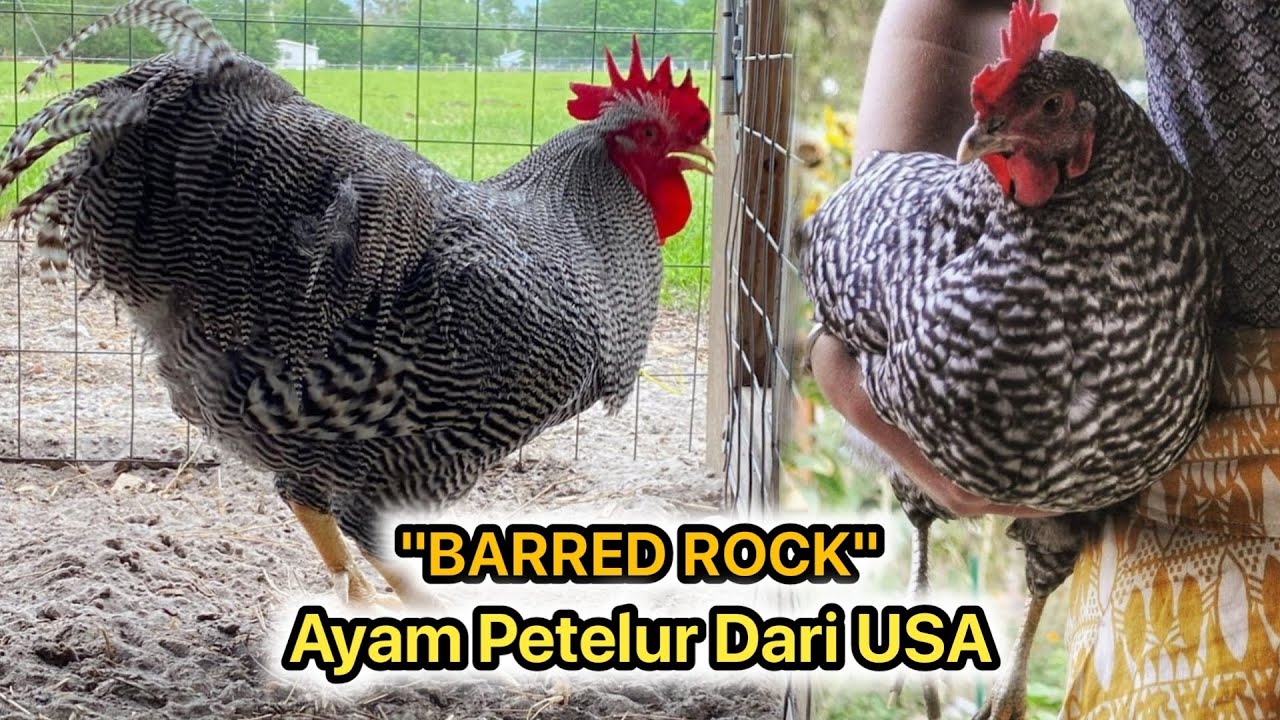 AYAM PETELUR BARRED ROCK // PRODUKSI TELUR 250 - 280 BUTIR PER TAHUN