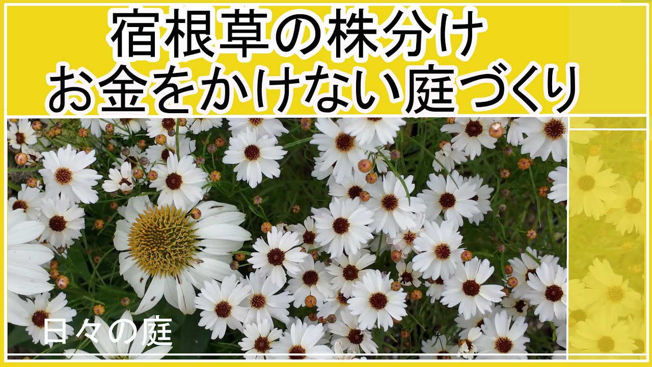 コレオプシスの株分け |植えっぱなしで毎年咲く宿根草｜お金をかけない