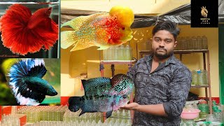 SRD &amp; KML Flowerhorn Sale in Kolkata! 🔥 Only ₹400 - ₹500 | High Quality Kok &amp; Color
