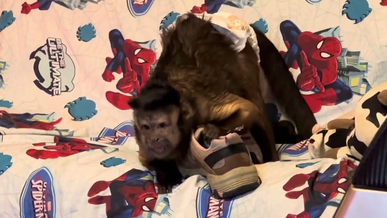 Total Capuchin Monkey Shoestring Frustration With Gunner Boeh