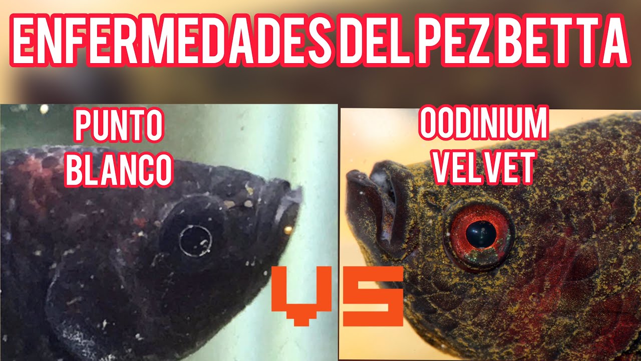 Como curar el punto blanco en el pez Betta y como curar el oodinium