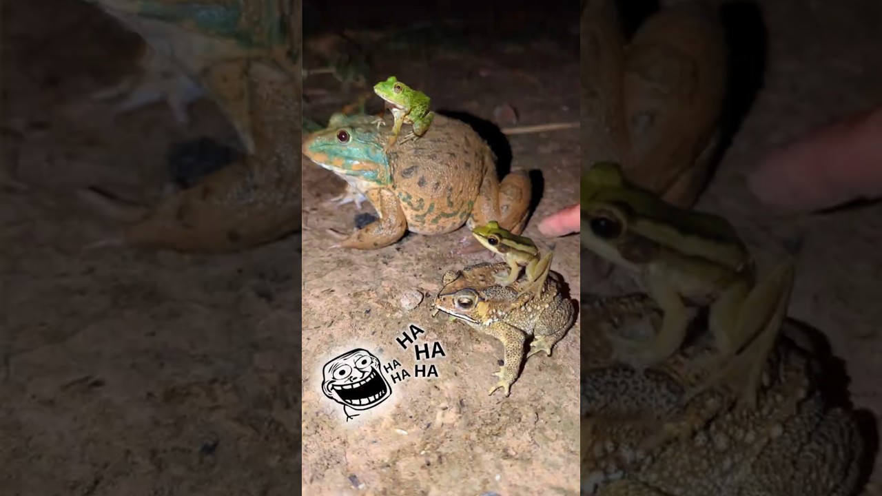 Funny catching frogs laughing out loud | when touching it | Funny Frog Jumping