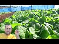 As plantas de Fumo mudou 