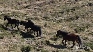 Montes de bestas. Alto do Cádavo, 18 de febreiro de 2023.