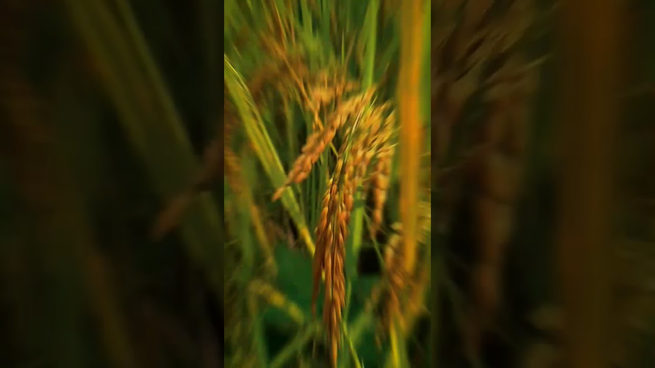 Beautiful paddy/ Harvest Time 
