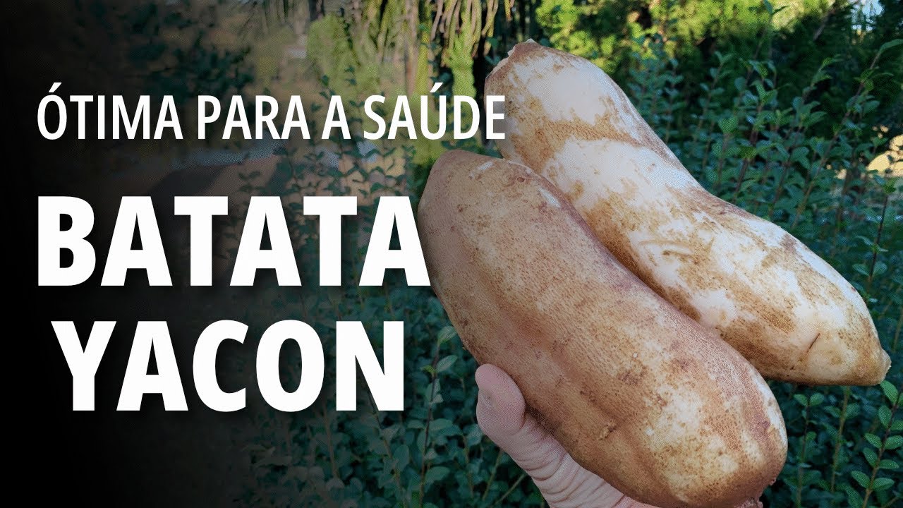 Conheça a BATATA YACON  e como é plantada - RICA EM INULINA - PREBIÓTICA - AJUDA EMAGRECER