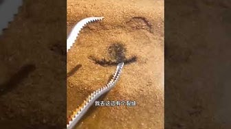 倒放 Youtube