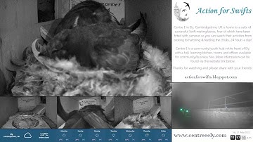 Swift nest boxes, live from Centre E, Ely, UK