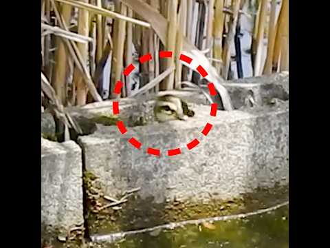 Video: Duck wigeon: куштун сүрөттөлүшү, мүнөздөмөлөрү, сүрөт
