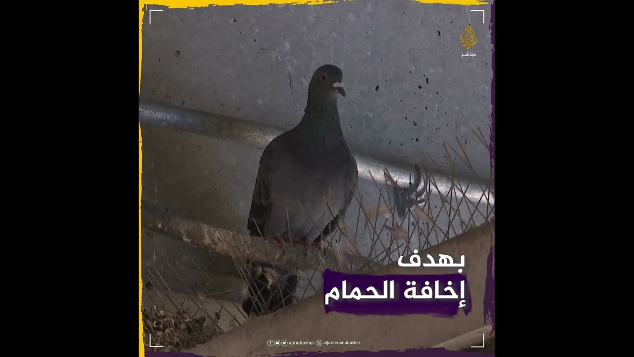 محطة مترو أمريكية تعين صقرا لحماية #المسافرين من فضلات الحمام!