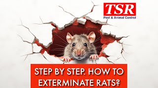Step by Step Mouse and Rat Extermination - How Our Professional Rodent Control Works?