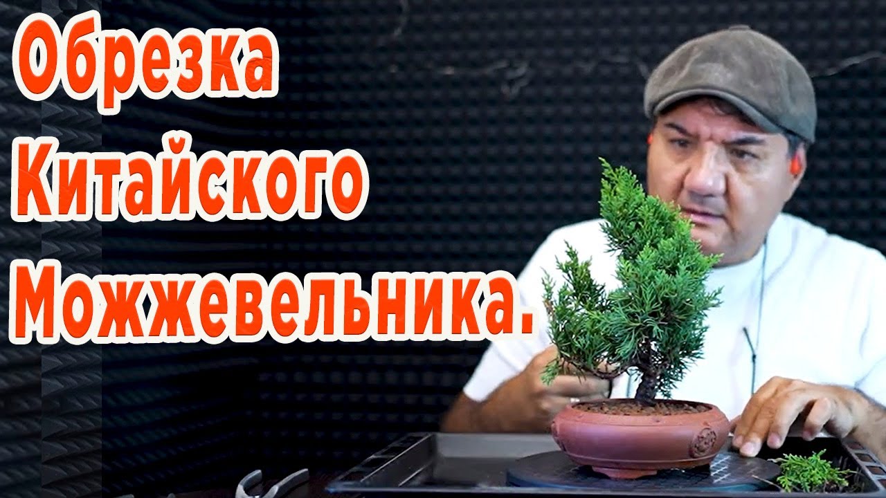 Подстриг можжевельник. Китайский можжевельник.