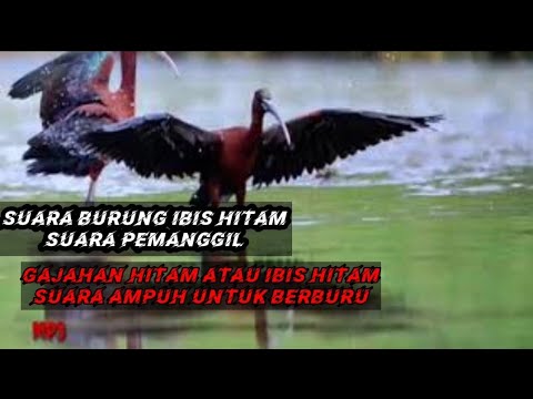 Suara Panggil Burung Ibis Ibis Hitam Youtube