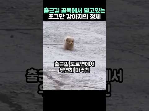 출근길 골목에서 떨고 있는 쪼그만 강아지의 정체 thumbnail