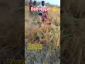 स्वचलित रीपर सभी प्रकार की बड़ी फसल काटने के लिए #reaper #viral  #farmer #motivation  #india #kisan