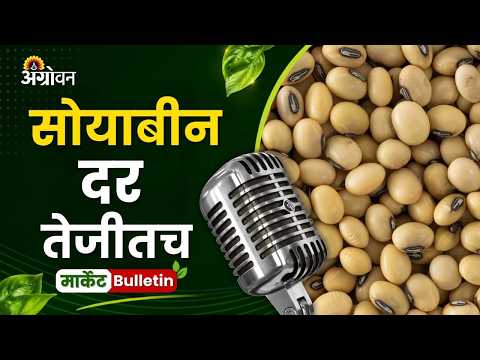 Soybean Wheat Rate: सोयाबीनच्या दरात वाढ, गव्हाच्या दरात चढ-उतार, भेंडीच्या दरात बदल