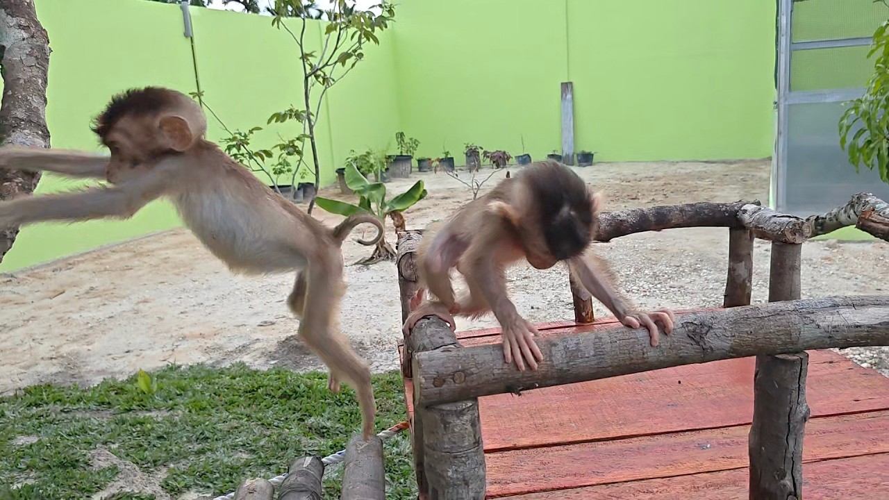 Wooww 😲 Milo's jump is really great, Maya is getting closer to Milo