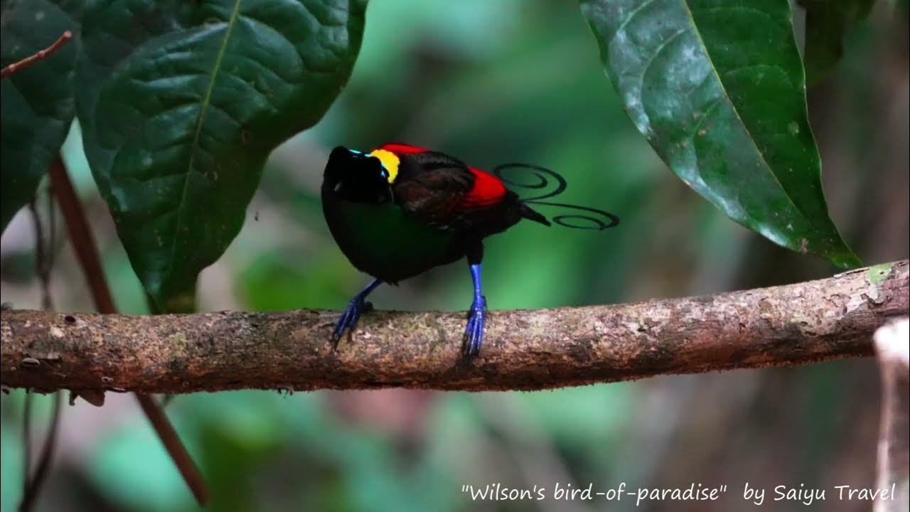 Wilson's Bird Of Paradise Planet Earth 2 Wilson's bird of paradise - YouTube
