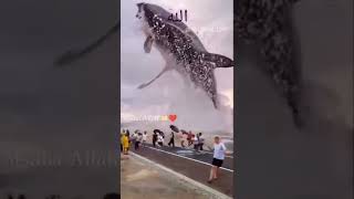 Bari Fish Ka Video Mahima 240 Subscribe Karo Bhai Like And Comm Comment Share Karo