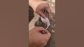 Growing Cucumbers From Sowing to Harvest  #trending #shorts