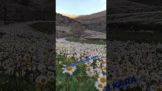 Sen giderken yazan zülfü kılıç Seslendirme Nurgül kara