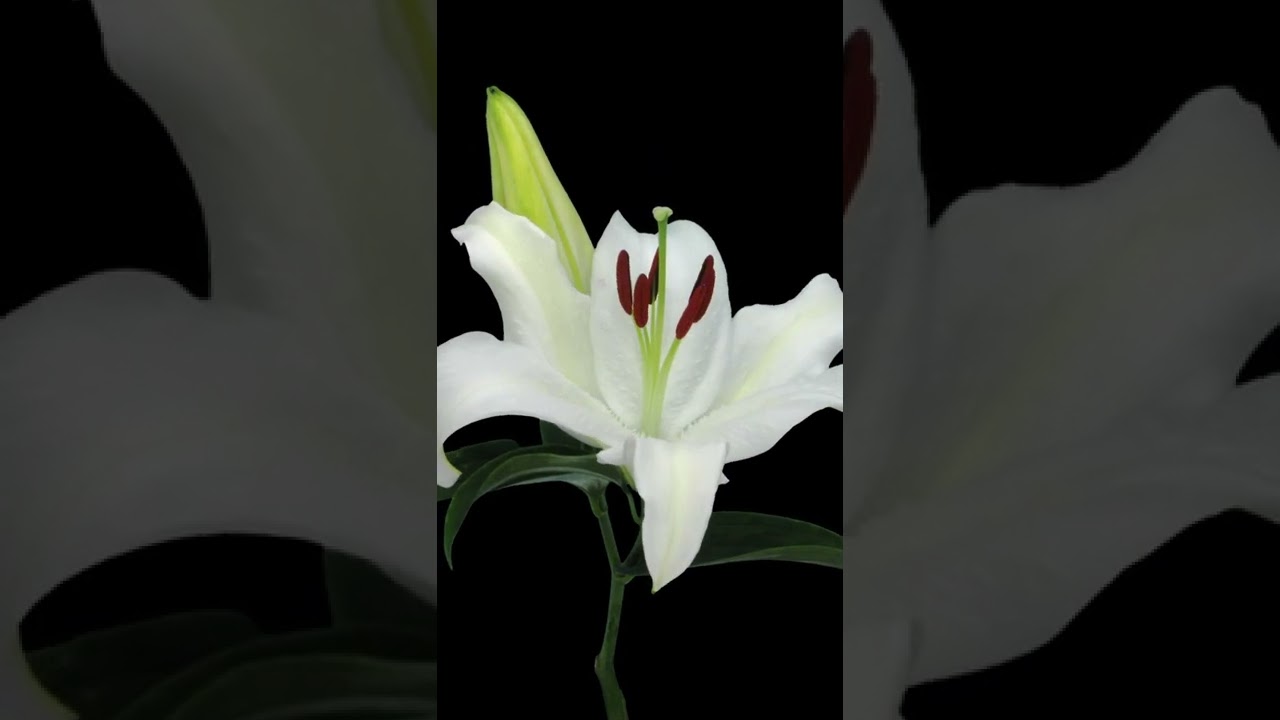 Blooming Flower White Lily Time Lapse ❤️ Love Flowers ❤️ 
