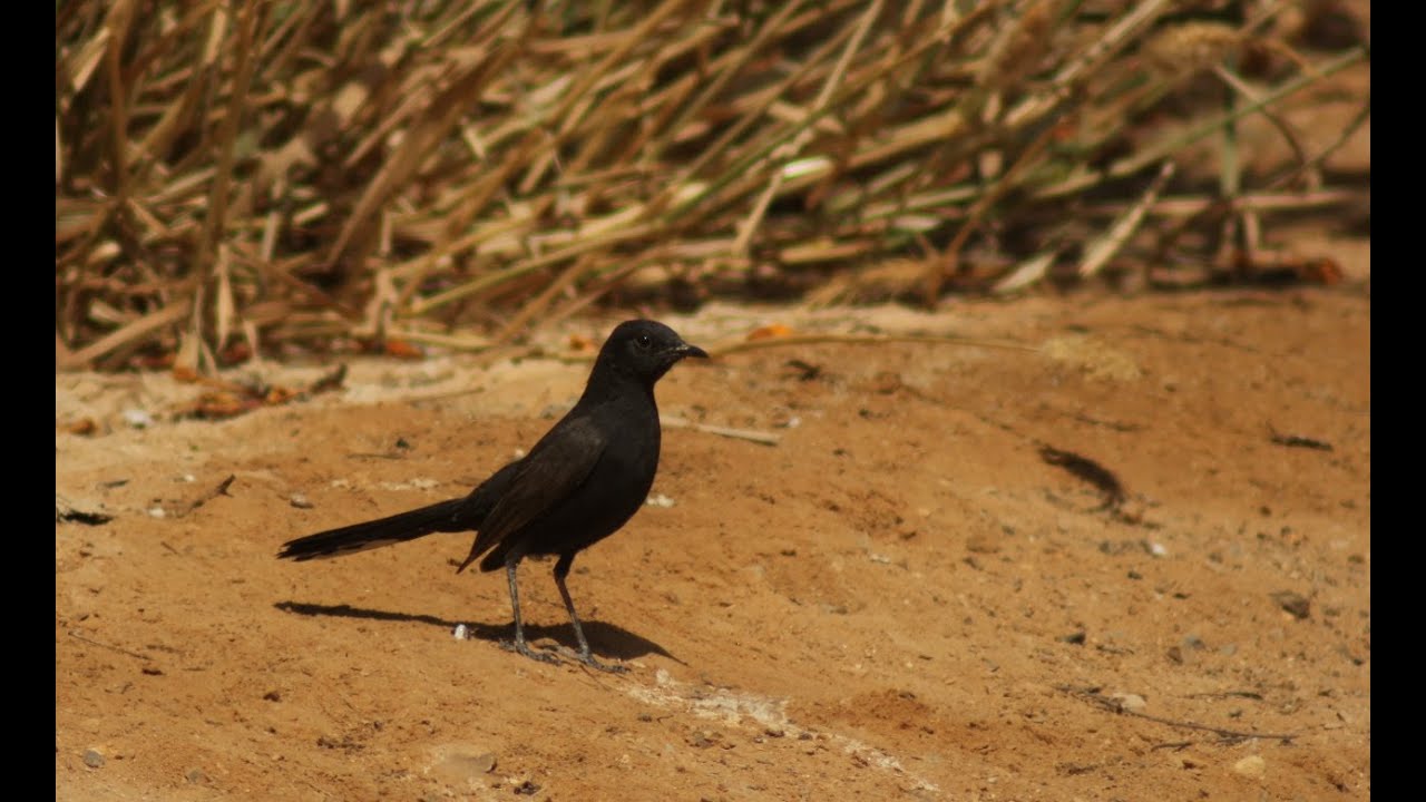 Black Scrub-robin (חמריה שחורה)