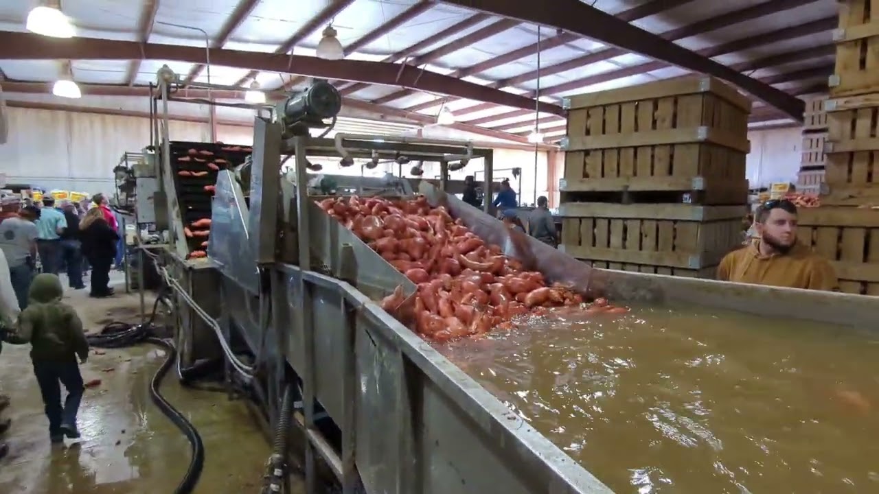sweet potato packaging in Tennessee