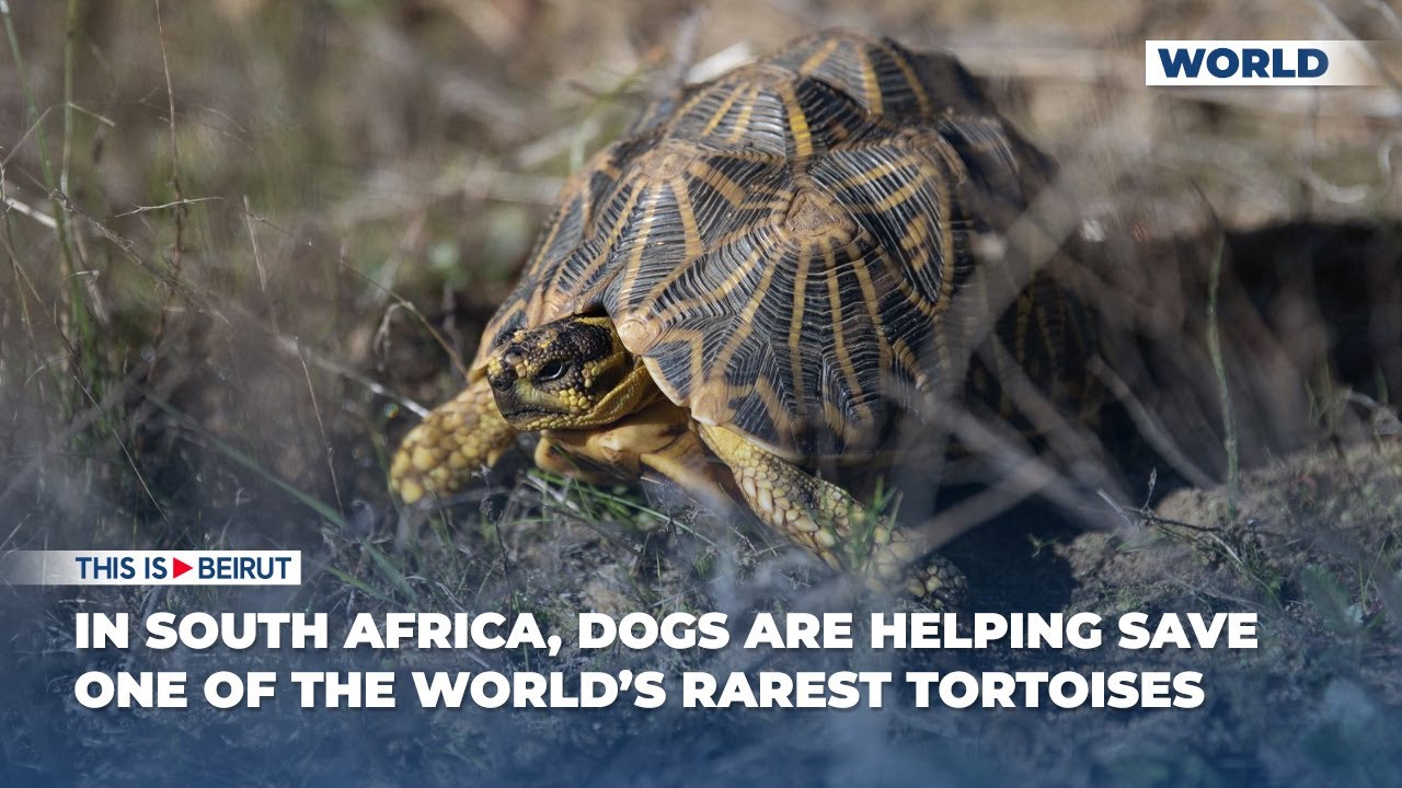 In South Africa, Dogs Are Helping Save One of the World’s Rarest Tortoises
