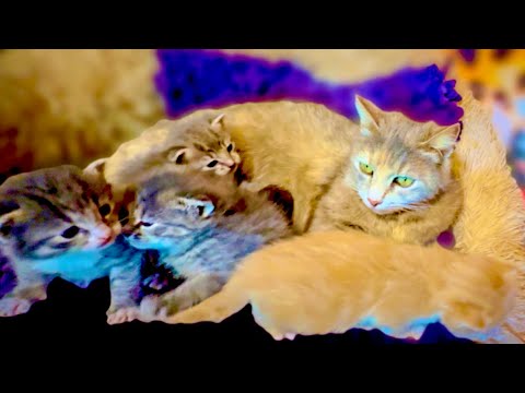 Видео: Пока котята ПОЛЗАЮТ, носушата КУШАЮТ и всем хватает молочка от мамы МоныЛизы)))