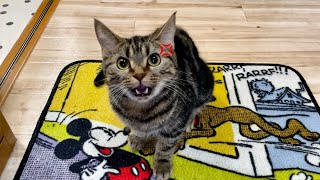 浮気を心配して飼い主のお出かけを全力で拒む猫
