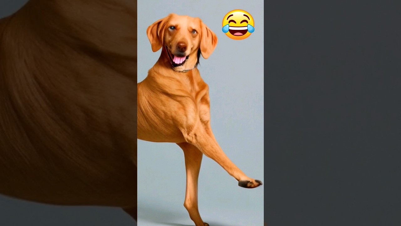 Funniest Animals 2023 #143😹😁🐶