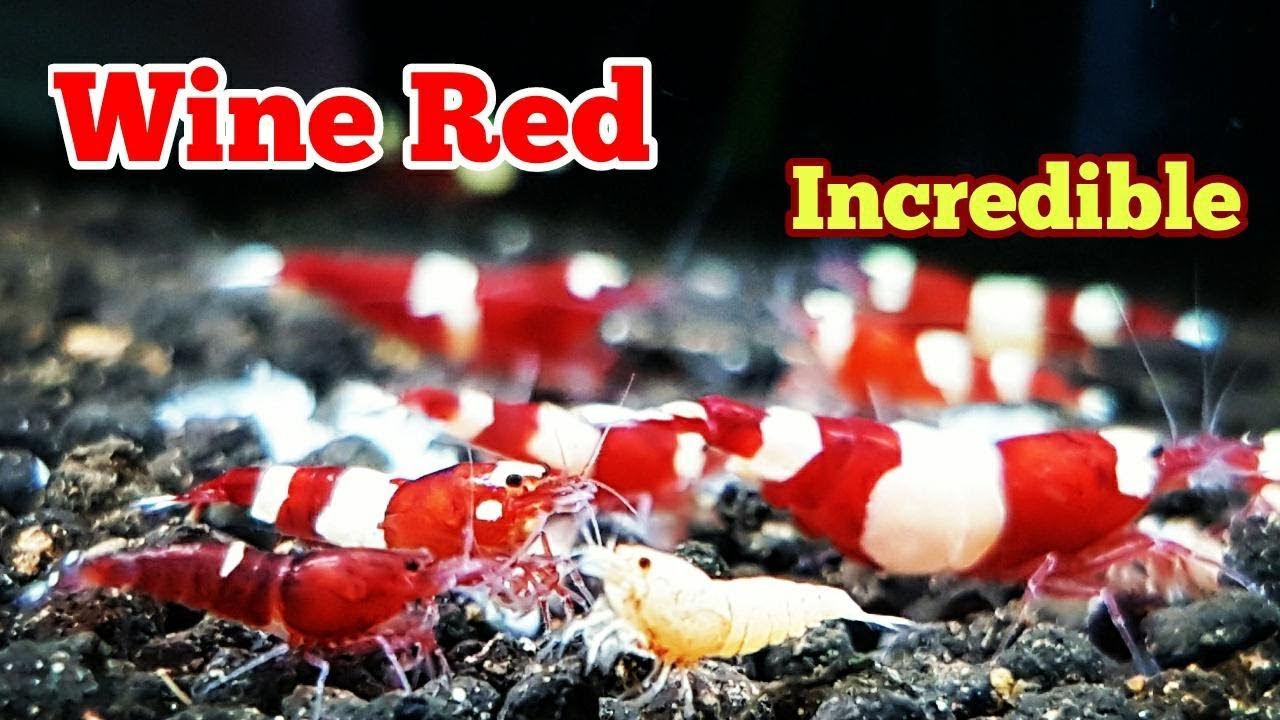 Breeding Mixed Caridina (Part 2)