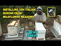 Installing Wildflower Meadows VSH Italian Queens into Queenless Hives S5E30 #beekeeping