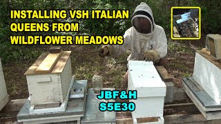 Installing Wildflower Meadows VSH Italian Queens into Queenless Hives S5E30 #beekeeping