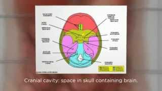 2G Medical Terminology Ch 2 - Part I; Organization of the Human Body, Body Systems & Body Cavities
