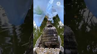 pohon kelapa kerdil