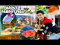 🔥 PARROT FISH CARE GUIDE | Lifespan, Size, Water Parameters| Red, Santa Claus & Yellow Parrot Fish 🔥
