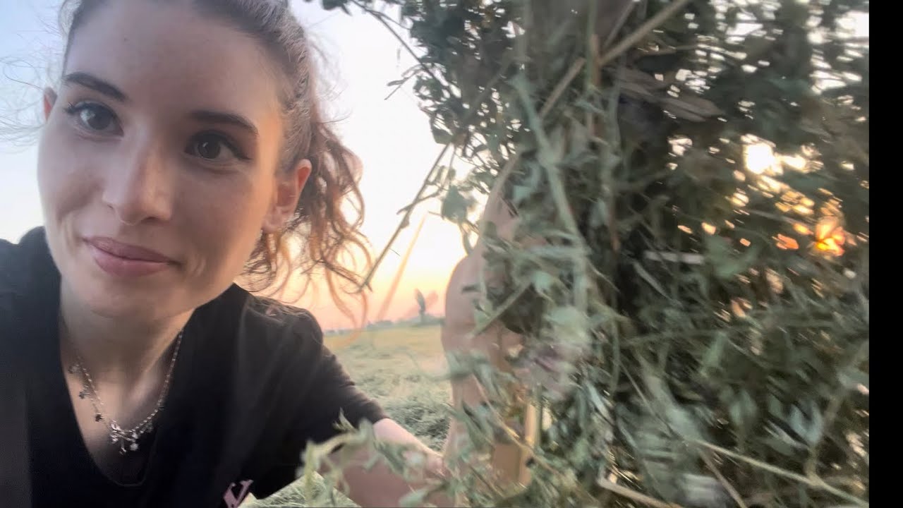 PRESSARE L’ERBA MEDICA DI NOTTE?🍀