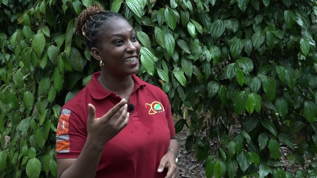 Terre et Progrès du 21 Fev. 2026 | Le FIRCA soutient les producteurs de poivre de Côte d’Ivoire