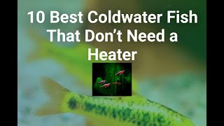 Top 10 coldwater fish | Top 10 coldwater fish10 Best Coldwater Fish That Don't Need a Heater
