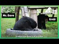 Sun bear finds happiness after being rescued from cage