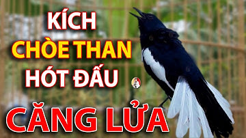 Choè than mồi hót réo kích bổi ức chế đấu lại | Chòe than hót giọng rừng cực phê #choethan