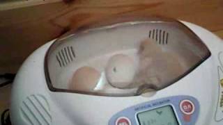 Lemon cuckoo pekin hatching Lemon Cuckoo Orpington Hatching