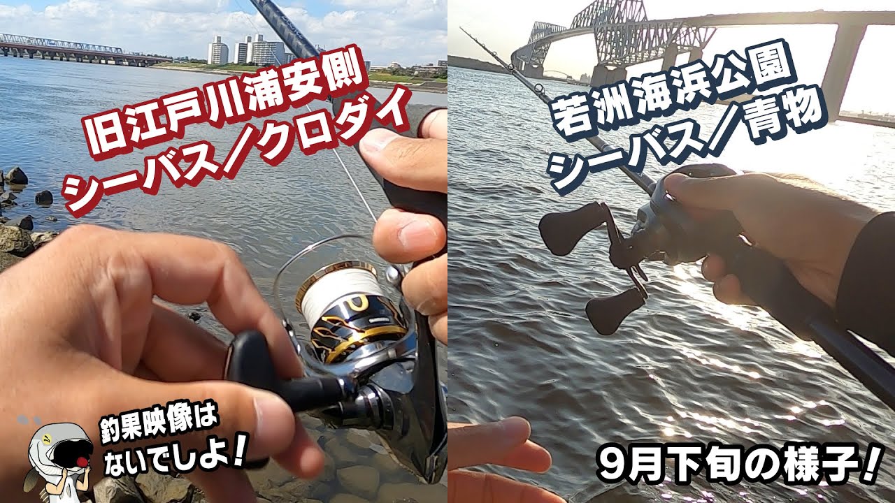 ゆるりとシーバス クロダイ 青物 東京湾奥 旧江戸川河口浦安側と若洲海浜公園の9月下旬の様子 Youtube