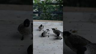 tame finch brings wild birds back home