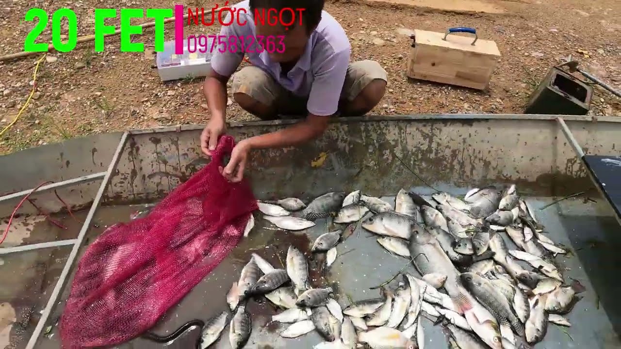 20 FET |NƯỚC NGỌT |Kích Cá | Xiệt CÁ | Xiệt điện nc... - youtube