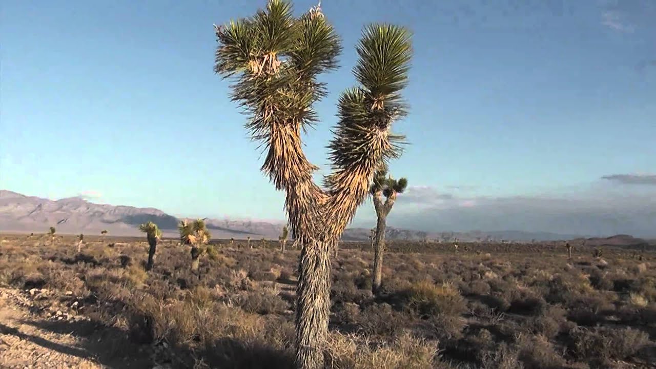 Area 51 warning signs - Little Ale'inn Rachel, Nevada HD